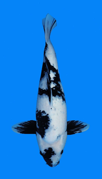 Black and white koi fish