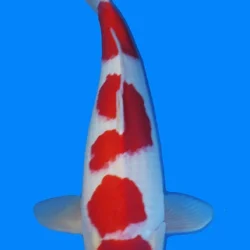 Red and white koi fish