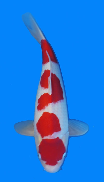 Red and white koi fish