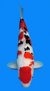26043 sanke 3yr f 22 inches Koi fish with red markings