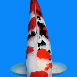 Koi fish with red markings