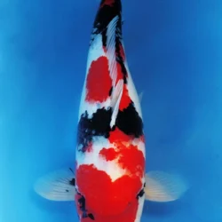 Colorful koi fish swimming in blue.