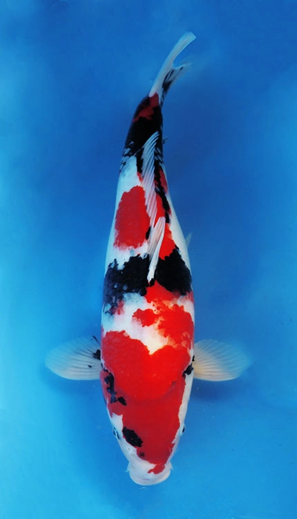 Colorful koi fish swimming in blue.