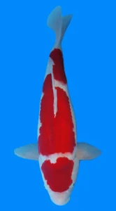 26046 kohaku 3yr female 23 inches White and red koi fish