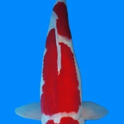 White and red koi fish