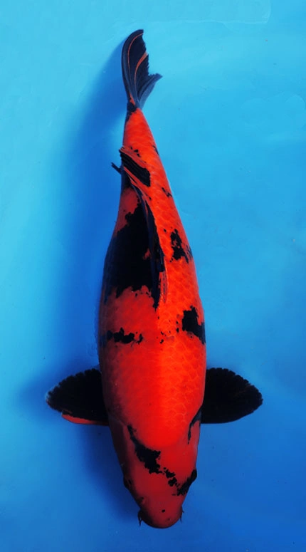 Orange and black koi fish