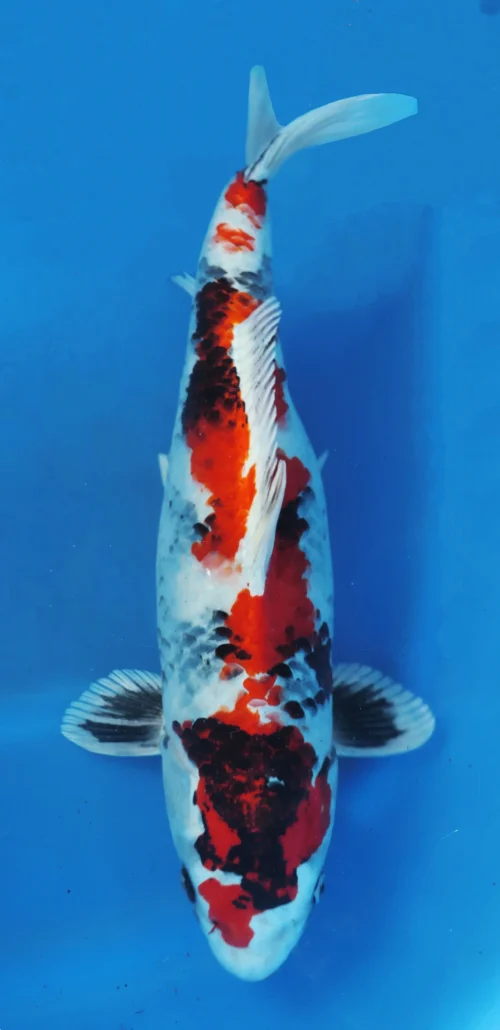 Orange and white koi fish.