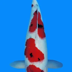 White and red koi fish