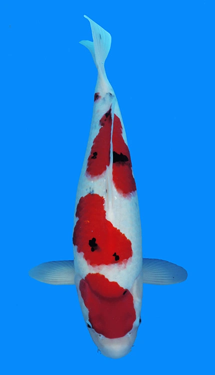 White and red koi fish