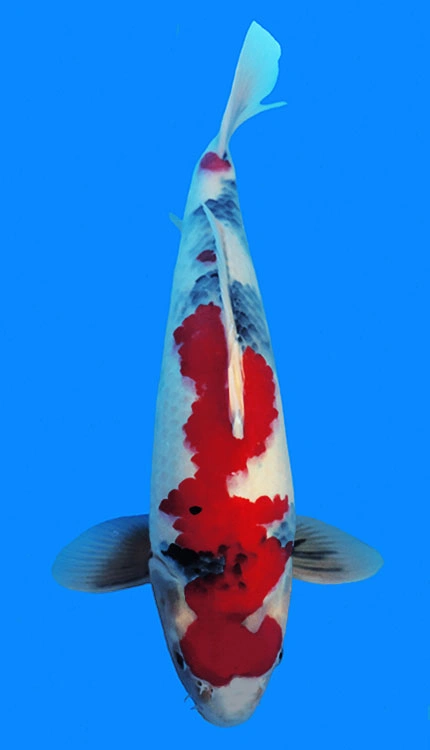 Colorful koi fish swimming upwards