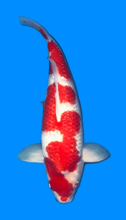 Red and white koi fish