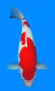 26054 kohaku 4yr f 25 inches White and red koi fish