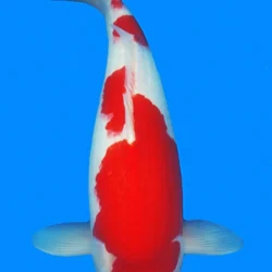 White and red koi fish