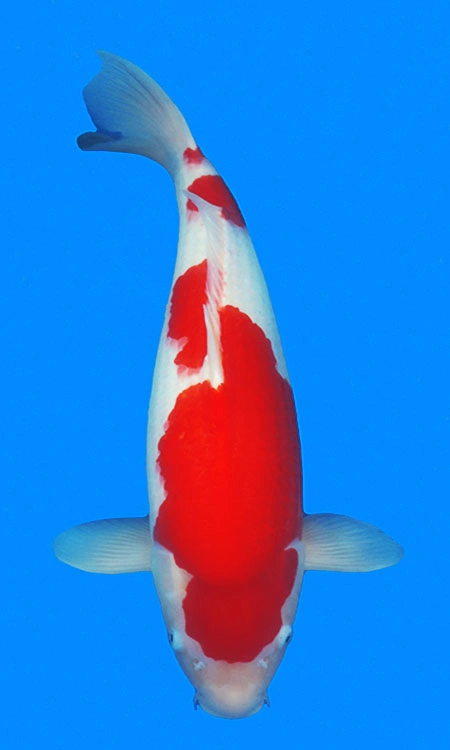 White and red koi fish
