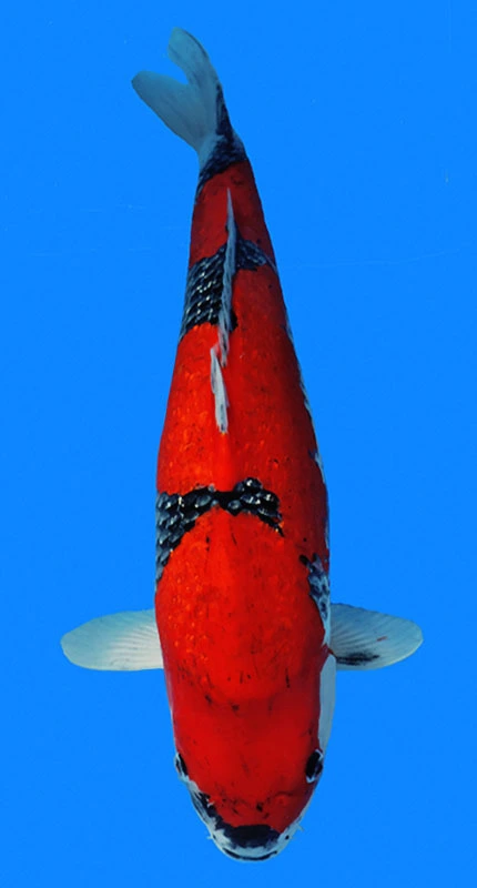 Bright orange Koi fish