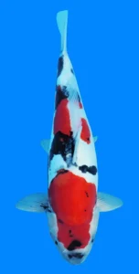 26059 doitsu showa 2yr female 18 inches Colorful Koi fish swimming