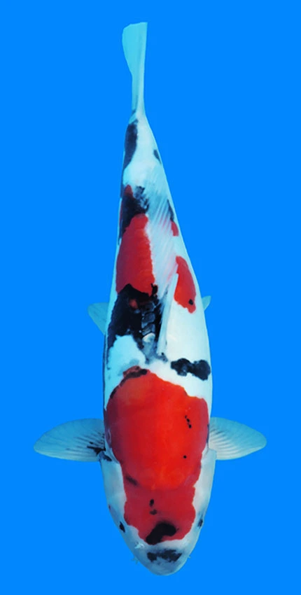 Colorful Koi fish swimming