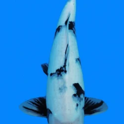 Black and light blue koi fish