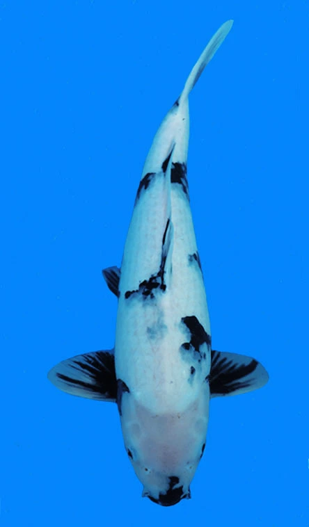 Black and light blue koi fish