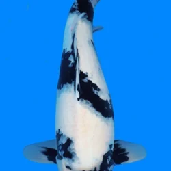 Black and white koi fish