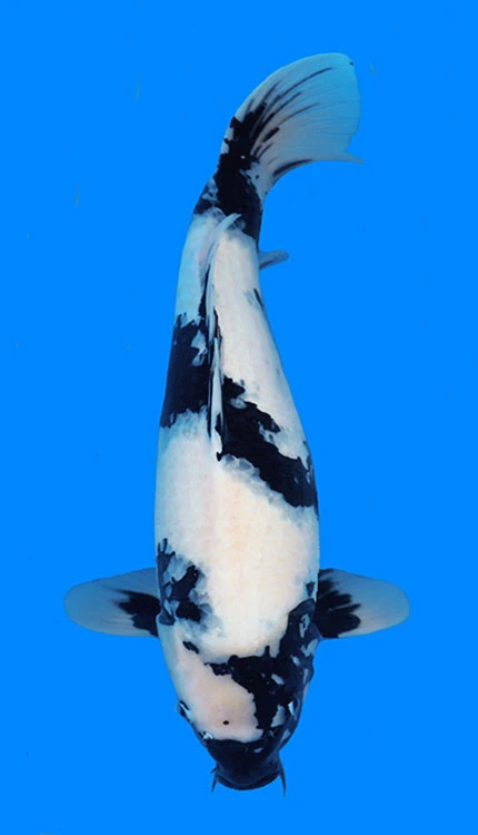 Black and white koi fish