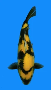 26062 ki utsuri 3yr f 23 inches Yellow and black koi fish