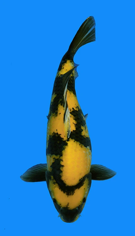 Yellow and black koi fish
