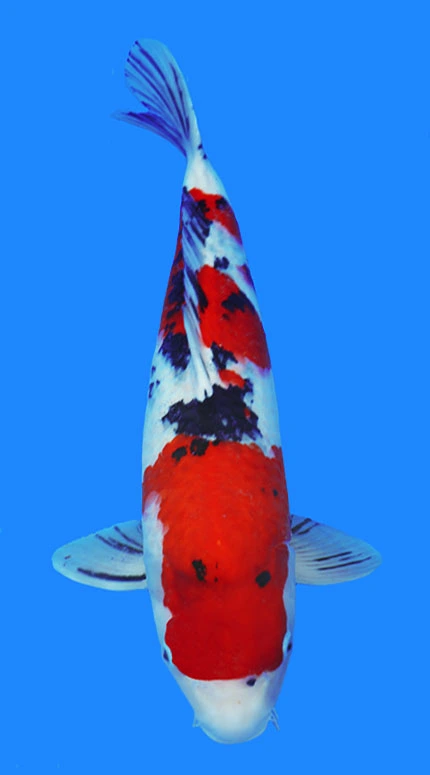 Colorful koi fish swimming top-down.