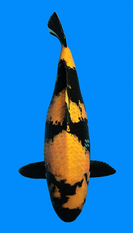 Black and yellow koi fish