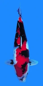 26067 showa 3yr female 23 inches Colorful Koi fish swimming