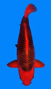 26068 aka matsuba 3yr female 24 inches Red and black koi fish