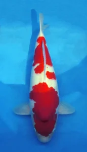 26069 kohaku 4yr f 28 inches Red and white koi fish