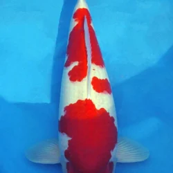 Red and white koi fish