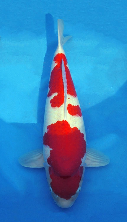 Red and white koi fish